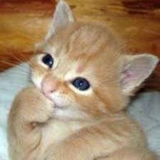 Berikut ini gambar hantu pocong yang paling banyak di takuti oleh manusia. Bary Carita Dinar090999 Barycaritagmailcom Profil Pinterest