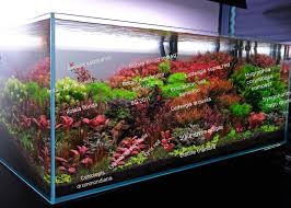 Image result for Wahlenbergia madagascariensis