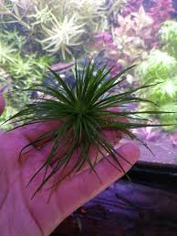 Image result for Eriocaulon schimperi