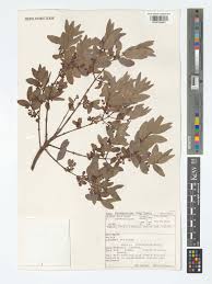 Image result for Euclea crispa