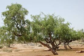 Image result for Salvadora persica