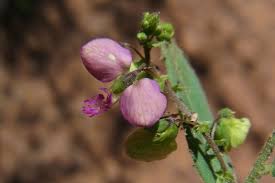 Image result for Polygala transvaalensis