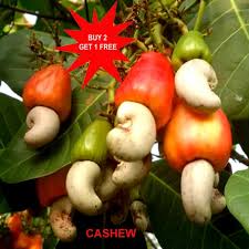 Image result for Anacardium occidentale