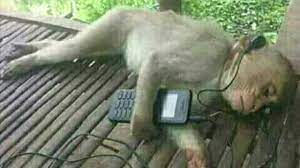 Sad Monkey Listens To Music Part 2 Youtube