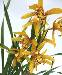 Image result for Cycnium recurvum