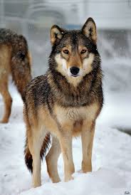 Pin On Wolves