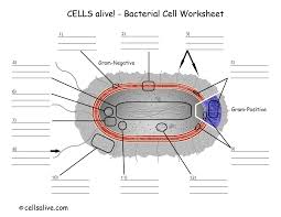Cells alive mitosis worksheets kiddy math. 2