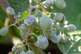 Image result for peronospora grapevine