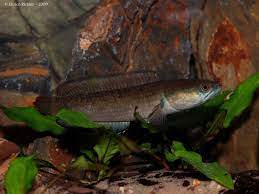 Channa Gachua Freshwater Fish Snakehead Fish Habitats