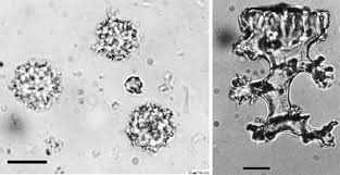 Image result for Halopegia azurea