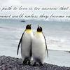 These are some unique, humourous, or classic quotes from club penguin. Https Encrypted Tbn0 Gstatic Com Images Q Tbn And9gcq4pybl6ebhwkw2deivpjrie0ikjmsttn3bh2tp3ldjjw8gf6fh Usqp Cau