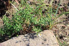 Image result for Athrixia phylicoides