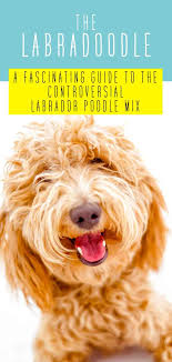 Labradoodle Dog Breed Information A Guide To The Labrador