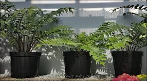 Image result for ledviník