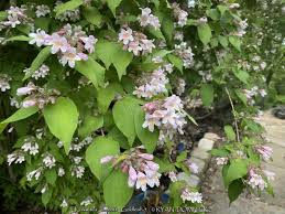 Image result for Kolkwitzia amabilis