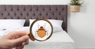 They feed when people are sleeping or sitting quietly, often when it's inspect sleeping areas—if you find a bed bug, stop looking and contact a professional. Bed Bug Prep Ny What To Do If You Have Bed Bugs In Brooklyn