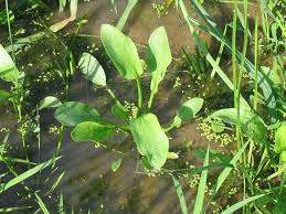 Image result for Alisma plantago-aquatica