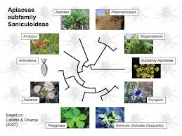 Image result for Alepidea