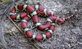 Species Profile Scarlet Snake Cemophora Coccinea Srel Herpetology Snake Small Lizards Reptiles And Amphibians
