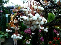 Image result for Subularia monticola