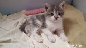 Bringing you brand new cute cat pictures every week to brighten up your day. Kittens 5 Weeks Old Youtube