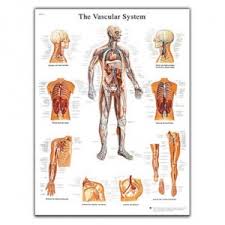 Other important bones in the shoulder include: Anatomy Chart Human Spine Kvantum Tim Web Shop