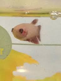 Help My Baby Betta Has Red Spots Near His Gills He Also Seems To Have A Te My Aquarium Club