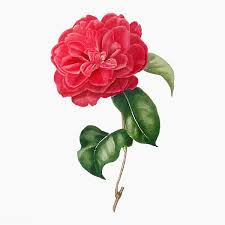 Download Premium Vector Of Pink Camellia Rose Flower Vector 2090079 In 2020 Flower Illustration Flower Painting Flowers