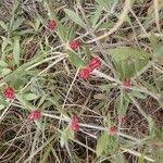 Image result for Pollichia