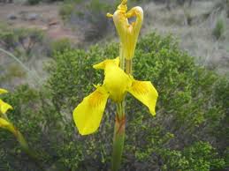 Image result for Moraea spathulata