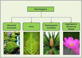 Plant Kingdom Classifications Plant Classification Plants Plant Lessons
