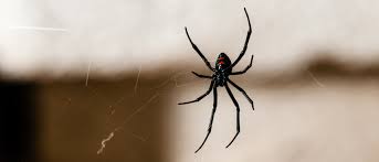 Geometricus, but there were no quantitative studies that tested. Spider Exterminaltion Preventive Pest Control Socal