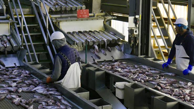 Alaska Sen. Murkowski and other US lawmakers seek guest worker visa  exception for seafood industry | Alaska Beacon