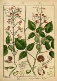 Image result for Hylodesmum