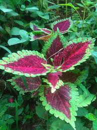 Image result for Coleus esculentus