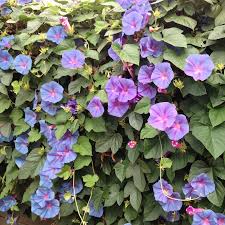 Image result for Ipomoea kituiensis