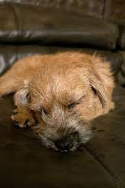 Border Terrier Looks Like My Rescue Finn Patterdale Terrier Crazy Dog Lady Border Terrier