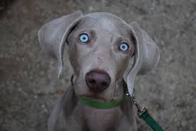 We have dedicated our life to these puppies and our wonderful family that. Best 35 Weimaraner Desktop Background On Hipwallpaper Weimaraner Wallpaper Cute Weimaraner Wallpaper And Funny Weimaraner Wallpaper