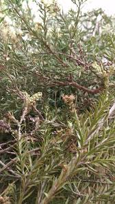 Image result for Melaleuca sp. A (Biegel 5741)