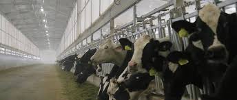 Ce soir sur france 2, reportage à la ferme des milles vaches ! Qatar Baladna La Ferme Aux 20 000 Vaches Le Point