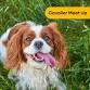 Cavalier King Charles Meetup at Two Shepherds Taproom! event image