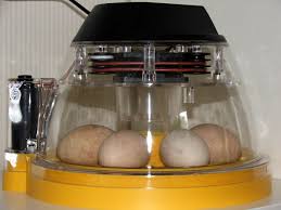 Assemble your homemade incubator inside your styrofoam box, place the water cup first, then insert your frame. How To Setup Your Incubator Incubation Incubation Guide Omlet Us