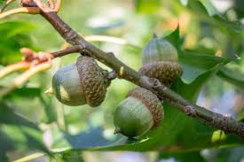 Red oak buds (in the fall), young shoots (in the early spring), sprouts, and acorns can be toxic to some animals such as cattle, sheep, and possibly deer. Major Common Oak Species Of North America