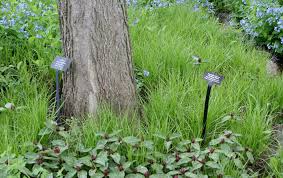 Common Wood Sedge Carex Blanda With Virginia Bluebells Mertensia Virginiana Jacob S Ladder Polemonium Reptan Tree Mulch Prairie Planting Small Palm Trees