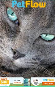 Green Eyes Cats Cat Food Pet Store