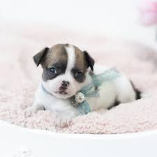 Where can you adopt pet in las vegas? Where Can I Get Free Puppies Puppies Club