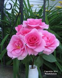 Buck roses were developed by iowa state university professor dr. Buck Roses The Rose Journal