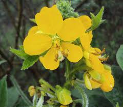 Image result for Senna hirsuta