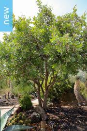 Image result for Millettia bussei