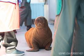 Image result for walrus